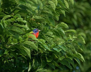 Painted Bunting in the Trees