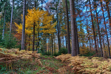 Autumn woodland scenery
