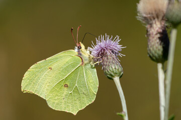 Common brimstone butterfly (Gonepteryx rhamni) sucks nectar from a thistle flower