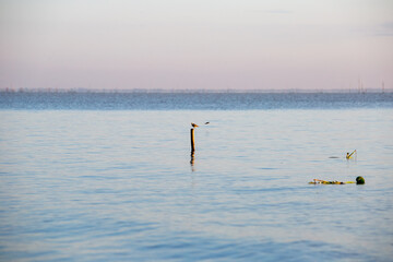 Fototapeta na wymiar birds on the lake