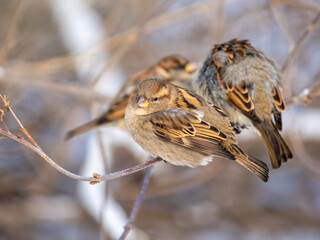 Sparrows sits on a branch without leaves.