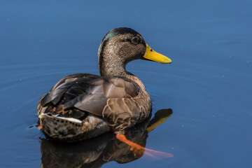 Female mallard (Anas platyrhynchos) low angle shot