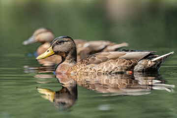 Low angle shot of two female mallards (Anas platyrhynchos)