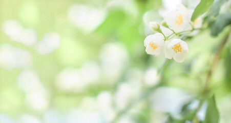 Branches of blossoming flowering plants on natural blurry background. Fresh green tree leaves of light outdoors sun on summer. Close-up, copy space, banner