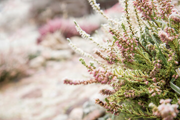 Bright colorful blooming heather Calluna vulgaris with ice crystals. Beautiful soft atmospheric background in pastel light colors. Natural white heather flowers, selective focus.