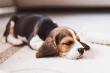 Cute small beagle puppy sleeping on the floor