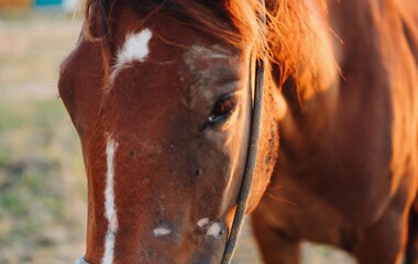 Close-up horse in the field travel mammals nature