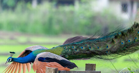 A male peacock flying off a bench with its long colourful tail in Sri Lanka