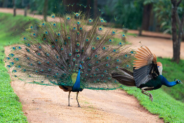 Two male Peacocks showdown for dominance and the less powerful flying away in Sri Lanka 