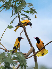 Three Black-headed oriole preached on a tress