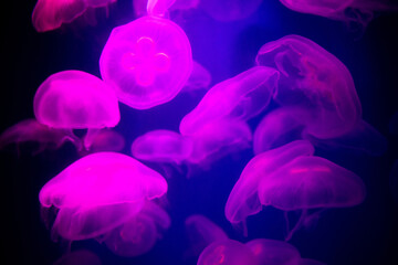 The blur is used for the background of the abstract image, many white jellyfish are swimming with swaying, gentleness and softness, Magenta tones in the dark.