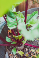 beetroot plant outdoor in sunny vegetable garden