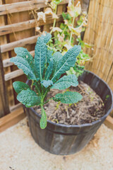 kale plant outdoor in sunny vegetable garden