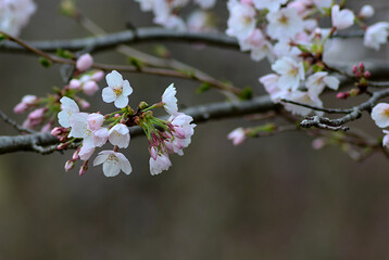 cherry blossom in spring
