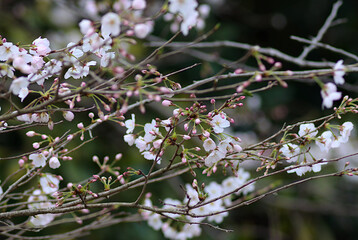 cherry blossom in spring