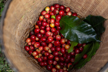 Close up of red berries coffee beans.