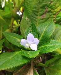 Blue flower from Himalaya