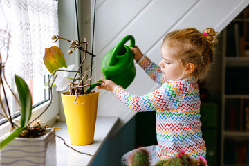 Little toddler girl watering flowers and orchid plants on window at home. Cute child helping, domestic life. Happy healthy kid holding water can, leaning help. Greenery, environment concept.
