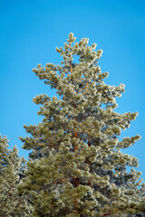Green spruce in hoarfrost on a frosty winter day.