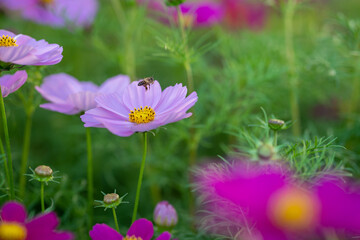Fototapeta premium flower pink garden bee pollen 