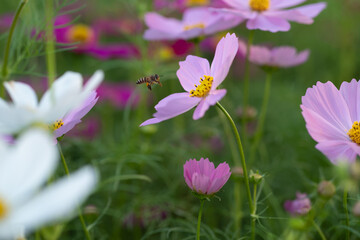 flower pink garden bee pollen 