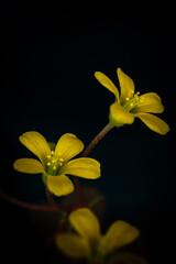 Fototapeta na wymiar Yellow clover flowers Oxalis stricta, the common yellow woodsorrel, common yellow oxalis, upright yellow-sorrel, lemon clover, sourgrass or pickle plant, close up