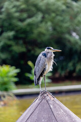 Gray heron near to the water in park