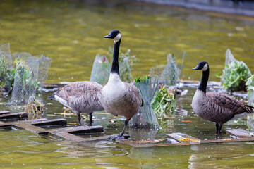 Canadian geese near to the water