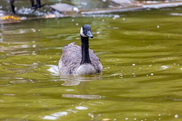 Canadian goose swimming in the lake