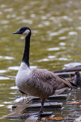 Canadian goose near to the water