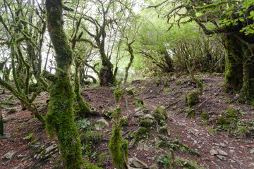 Fototapeta na wymiar Mountain path among the trees covered with green moss