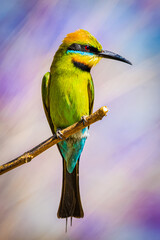 Rainbow Bee-eater is perched on a tree branch with purple flowers from the a Jacaranda tree. The bird comes from the family of birds called Meropidae and are found in Australia.