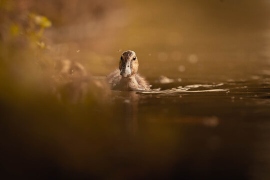 Whistling Duck in Golden Morning