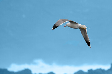 Low Angle View Of Seagull Flying Against Clear Sky