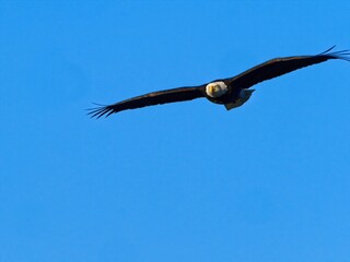 Bald eagle flying in the blue sky