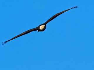 Bald eagle flying in the blue sky