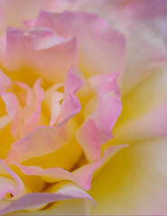 Fototapeta na wymiar Close-up image of flower petals