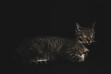 Pretty Kitten sleeping on black background