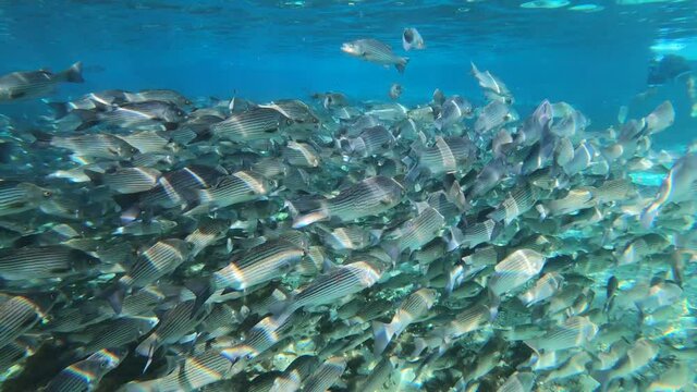 Striped Bass swim on Silver Glen Springs Florida