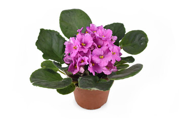 Blooming pink 'African Violets' plant in flower pot isolated on white background