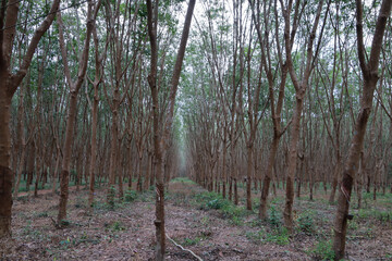 Row of rubber trees in the garden