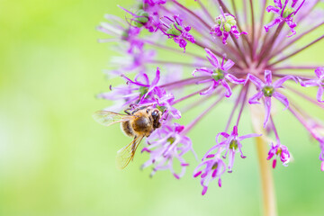 A bee collects nectar from a beautiful wild onion flower in the summer afternoon