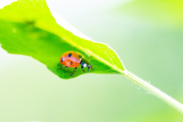 Beautiful red ladybug sits on a green leaf in summer. Macro photo with place for text