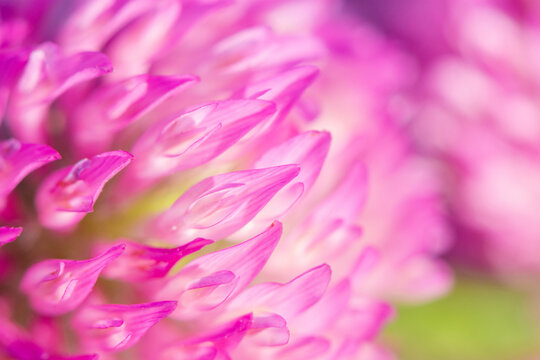 Closeup photo of a beautiful pink wild clover flower. Macro photography for background