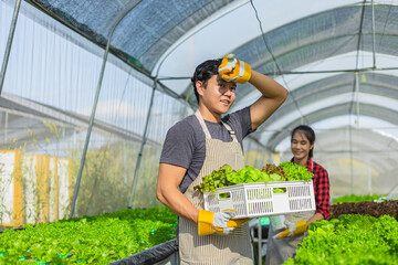 farmer ware agricultural gloves keep vegetable at hydroponic farm and observing growth vegetable...
