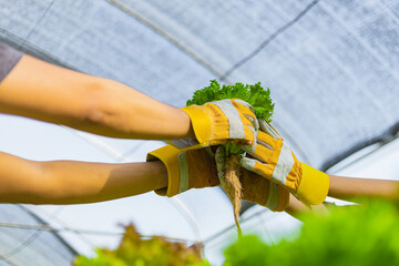 farmer ware agricultural gloves keep vegetable at hydroponic farm and observing growth vegetable...