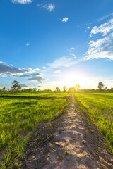 Rice field and blue sky beautiful cloud.