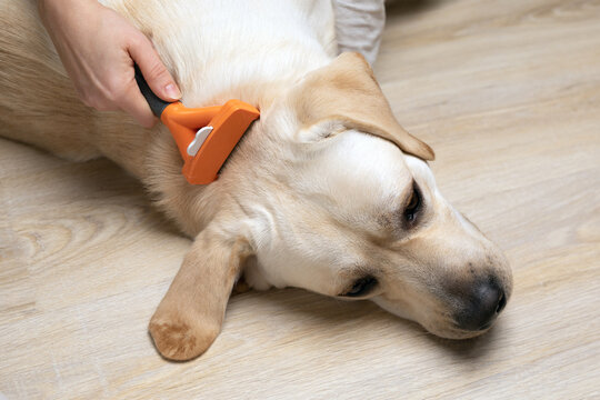 female hands owner with furminator caring for Labrador Retriever dog