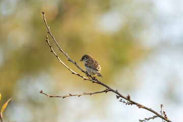 Haussperling auf einem Zweig