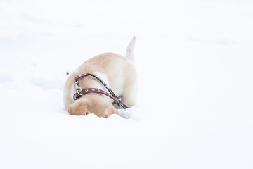funny Labrador puppy hid its face in snow on walk in winter